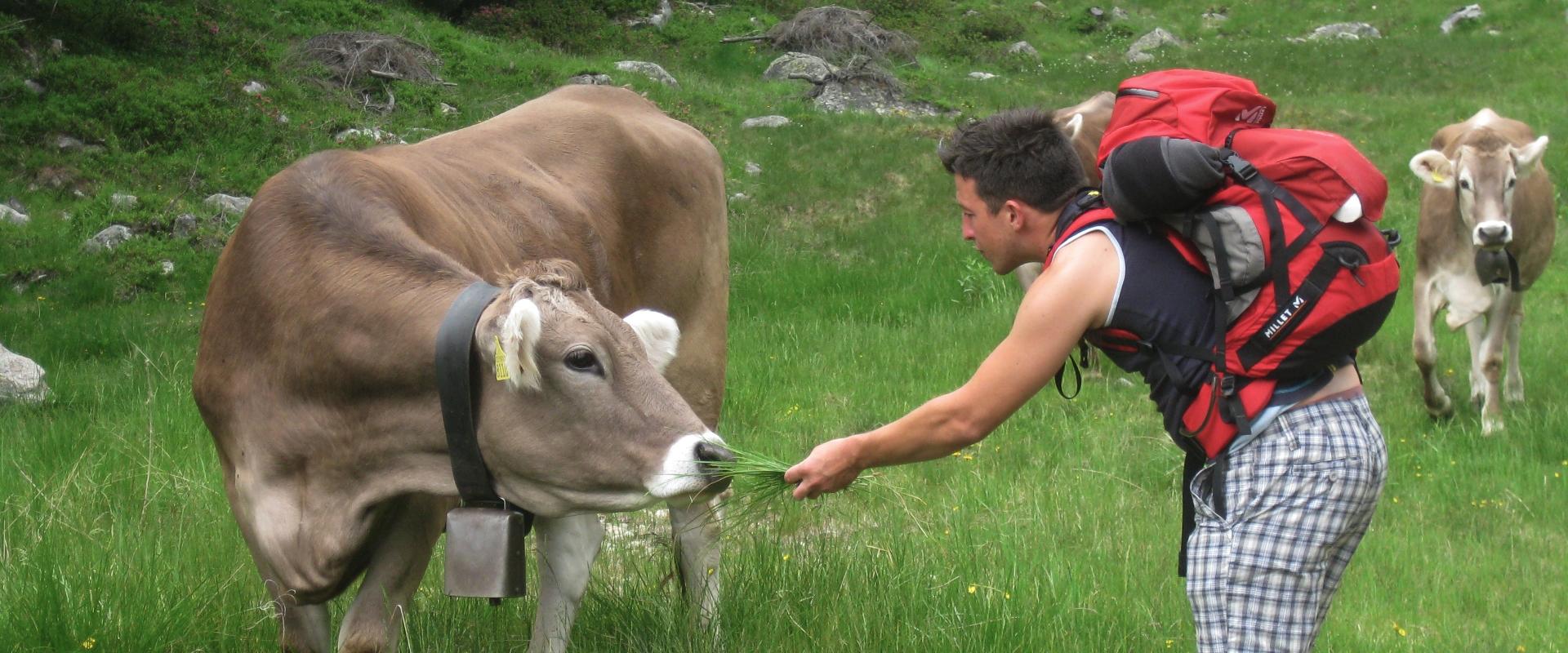 Persona con zaino rosso dà erba a una mucca in un prato verde.