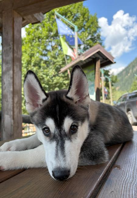 Cucciolo di husky sdraiato su un tavolo di legno, con bandiere sullo sfondo.