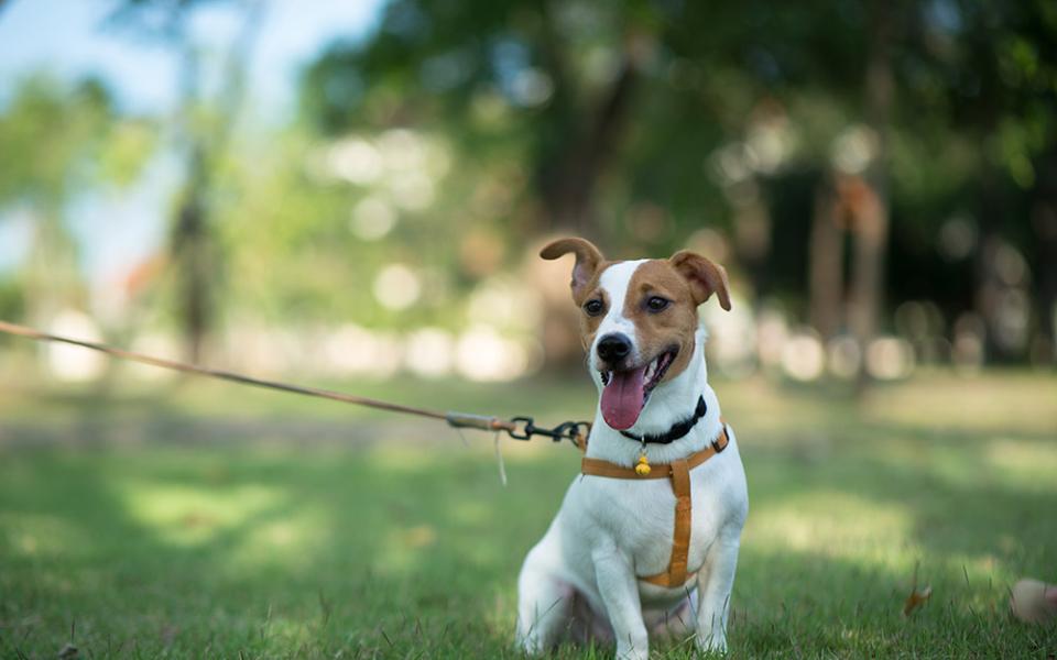 Cane al guinzaglio seduto sull'erba in un parco soleggiato.
